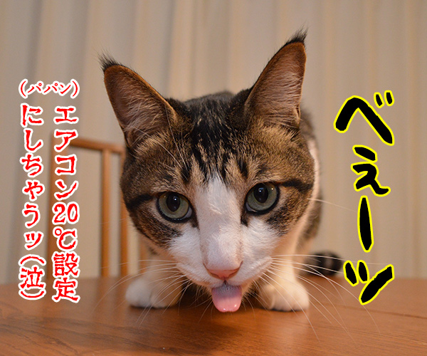 夏なんてッ　猫の写真で４コマ漫画　４コマ目ッ