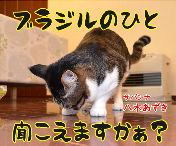 ブラジルワールドカップ　猫の写真で４コマ漫画　４コマ目ッ