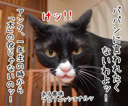 配役（キャスティング）　猫の写真で４コマ漫画　４コマ目ッ