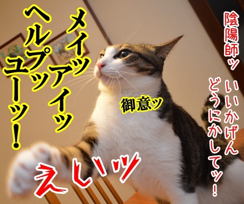 陰陽師　其の五（最終回）　猫の写真で４コマ漫画　１コマ目ッ