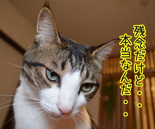 残念だけど　猫の写真で４コマ漫画　２コマ目ッ