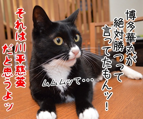 残念だけど　猫の写真で４コマ漫画　４コマ目ッ