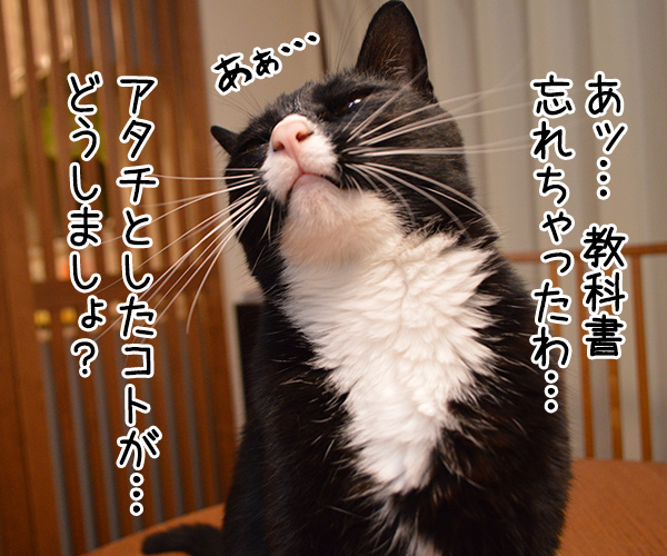 わすれもの　猫の写真で４コマ漫画　１コマ目ッ