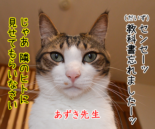 わすれもの　猫の写真で４コマ漫画　２コマ目ッ