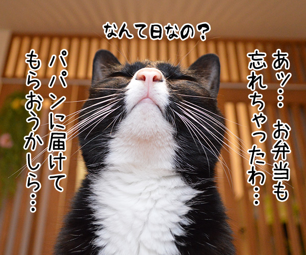 わすれもの　猫の写真で４コマ漫画　３コマ目ッ