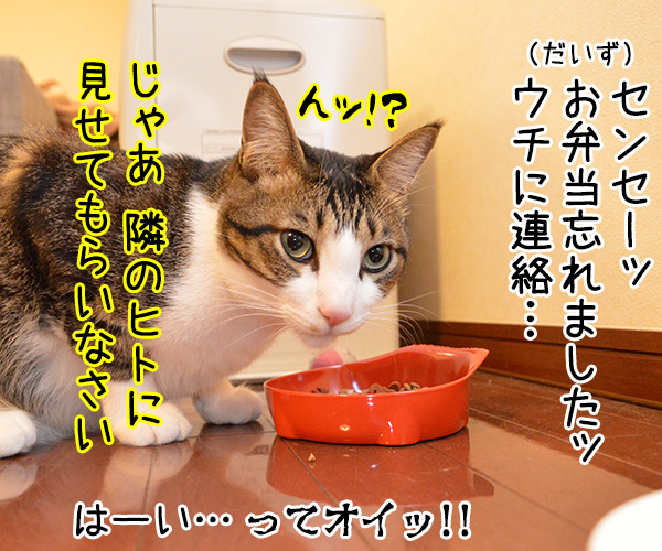 わすれもの　猫の写真で４コマ漫画　４コマ目ッ