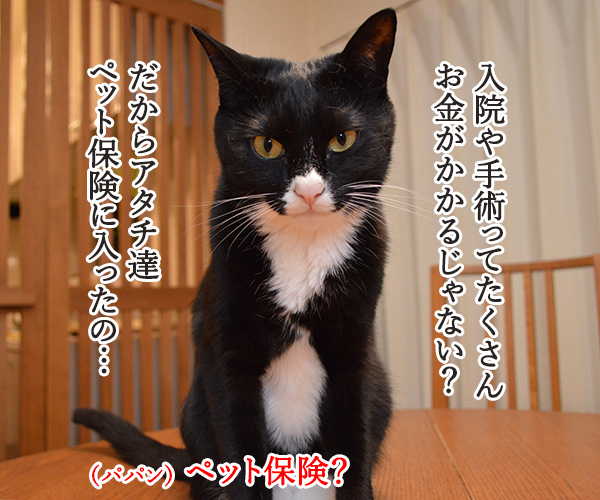 ペット保険に入ったのよッ　猫の写真で４コマ漫画　１コマ目ッ