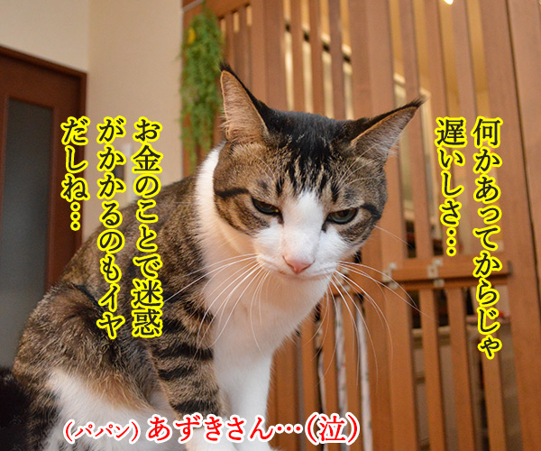 ペット保険に入ったのよッ　猫の写真で４コマ漫画　２コマ目ッ