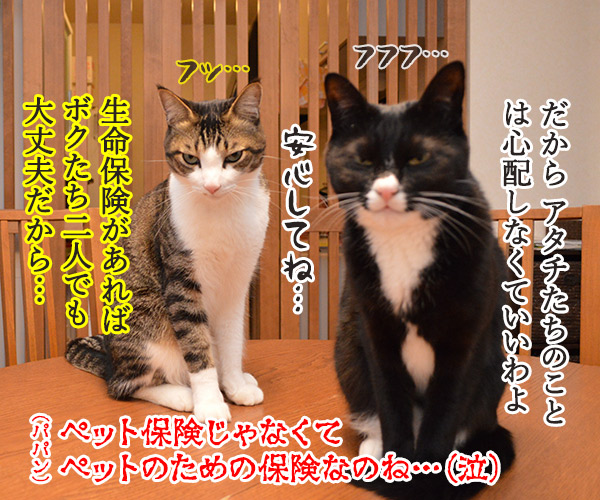 ペット保険に入ったのよッ　猫の写真で４コマ漫画　４コマ目ッ