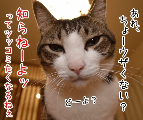 わたしってぇ～　猫の写真で４コマ漫画　２コマ目ッ