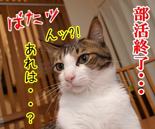 初恋　猫の写真で４コマ漫画　３コマ目ッ