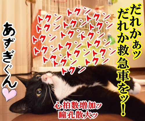 初恋　猫の写真で４コマ漫画　４コマ目ッ