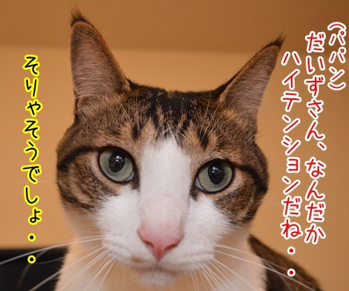 ハイテンションなアタチ　猫の写真で４コマ漫画　３コマ目ッ