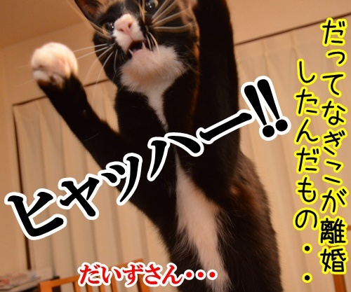 ハイテンションなアタチ　猫の写真で４コマ漫画　４コマ目ッ