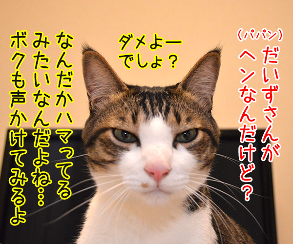 ダメよー　ダメダメッ　猫の写真で４コマ漫画　３コマ目ッ