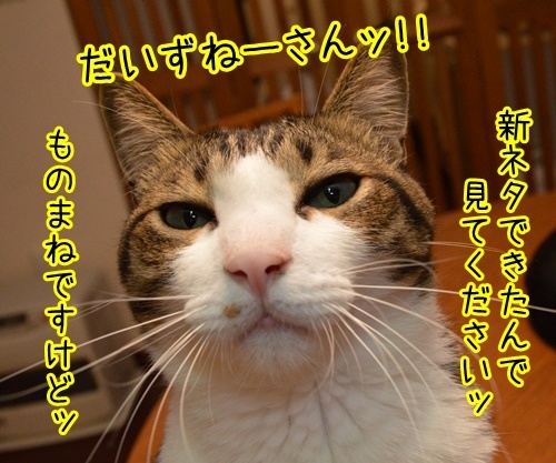 ネタ見せ　其の二　猫の写真で４コマ漫画　１コマ目ッ