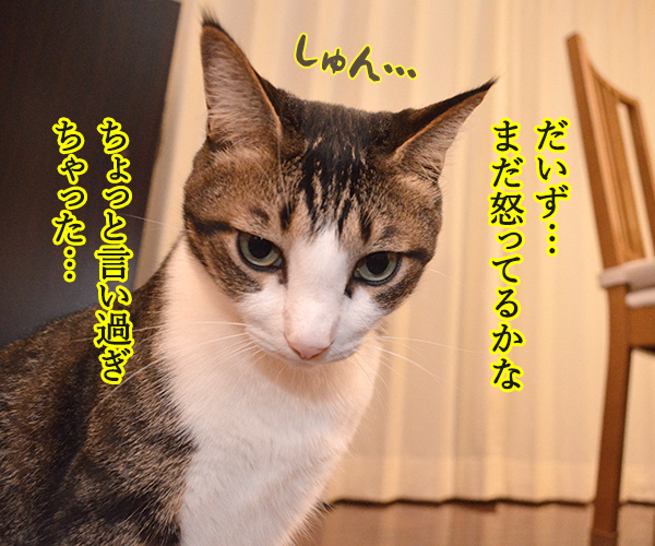 ケンカしちゃった　猫の写真で４コマ漫画　１コマ目ッ