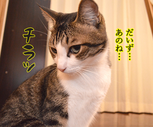 ケンカしちゃった　猫の写真で４コマ漫画　２コマ目ッ