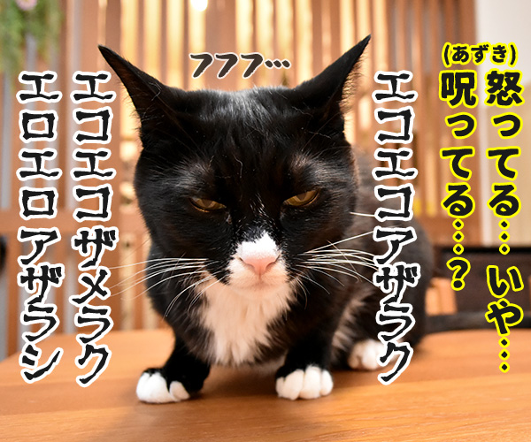 ケンカしちゃった　猫の写真で４コマ漫画　４コマ目ッ