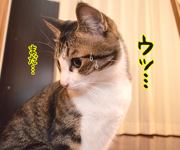 ケンカしちゃった　猫の写真で４コマ漫画　３コマ目ッ