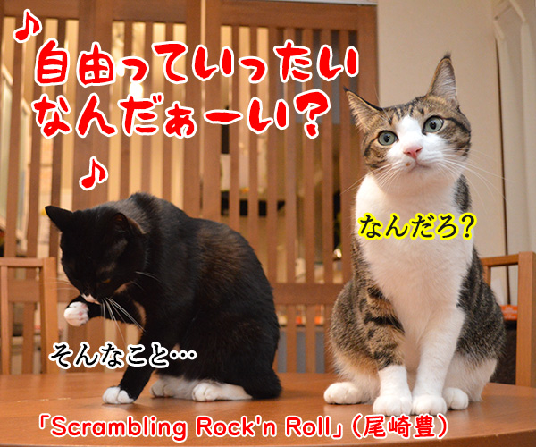 自由っていったいなんだぁーい？　猫の写真で４コマ漫画　１コマ目ッ