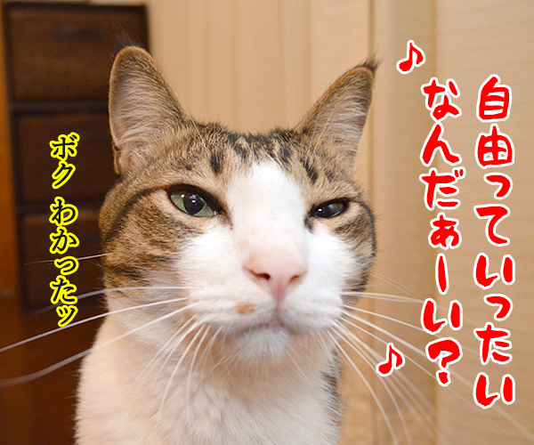 自由っていったいなんだぁーい？　猫の写真で４コマ漫画　３コマ目ッ