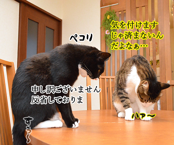 OLだいずの大失敗　猫の写真で４コマ漫画　２コマ目ッ