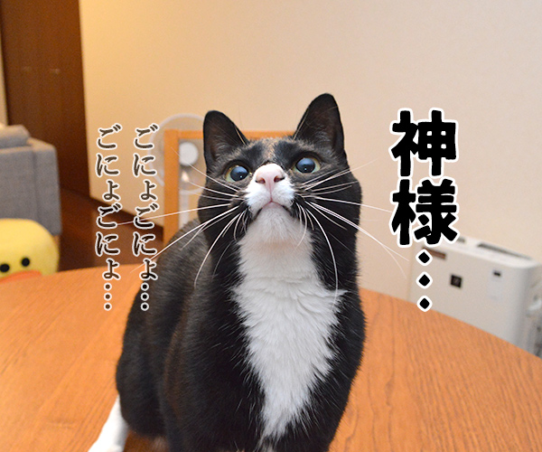 それを言うなら　猫の写真で４コマ漫画　１コマ目ッ