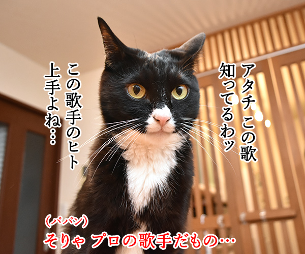 ある演歌歌手のはなし　猫の写真で４コマ漫画　２コマ目ッ