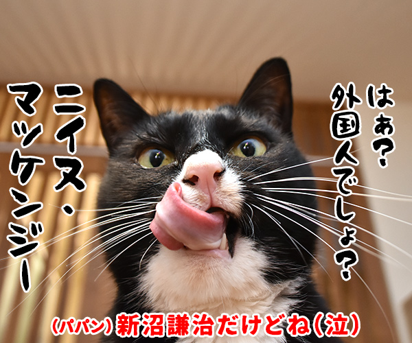 ある演歌歌手のはなし　猫の写真で４コマ漫画　４コマ目ッ