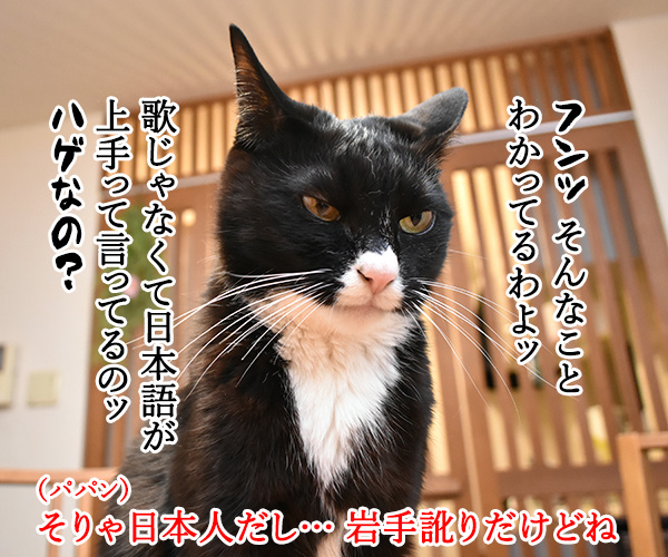 ある演歌歌手のはなし　猫の写真で４コマ漫画　３コマ目ッ