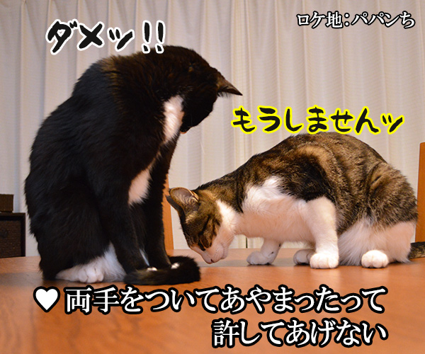 ３年目の浮気　猫の写真で４コマ漫画　４コマ目ッ