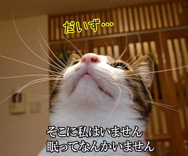 千の風になって　猫の写真で４コマ漫画　２コマ目ッ