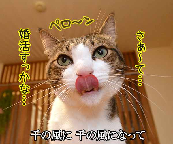 千の風になって　猫の写真で４コマ漫画　３コマ目ッ