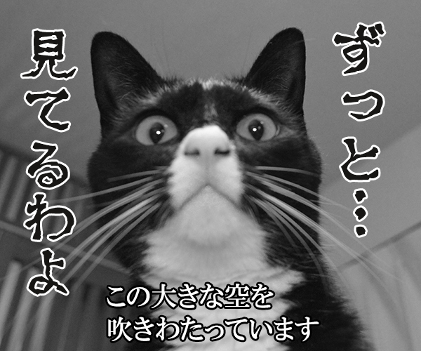 千の風になって　猫の写真で４コマ漫画　４コマ目ッ