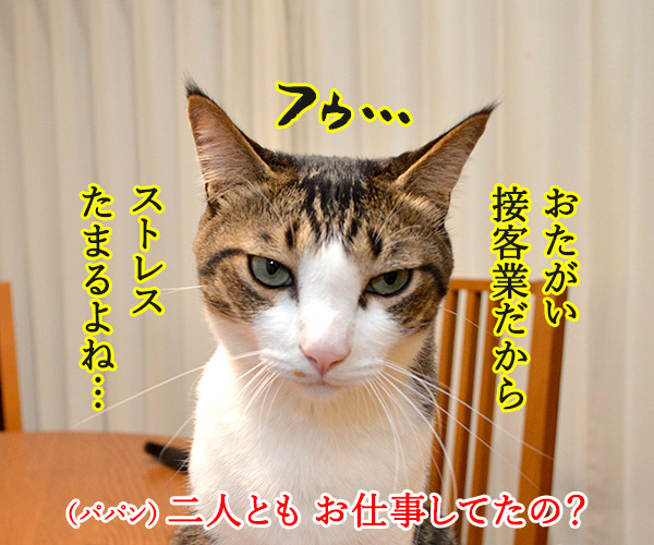 パパンの知らない二人のお仕事　猫の写真で４コマ漫画　２コマ目ッ