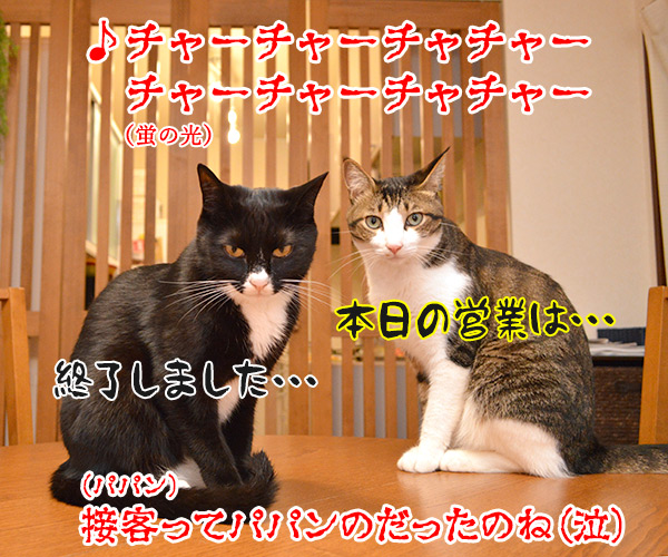 パパンの知らない二人のお仕事　猫の写真で４コマ漫画　４コマ目ッ