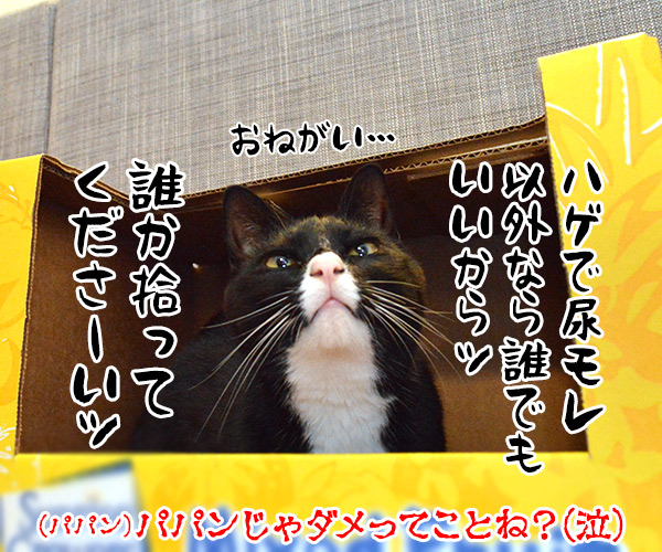 捨て猫物語　猫の写真で４コマ漫画　４コマ目ッ