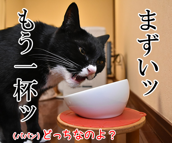 これって ねこあるある？　猫の写真で４コマ漫画　１コマ目ッ