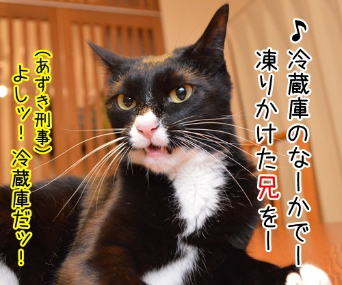 家に帰ろう　猫の写真で４コマ漫画　３コマ目ッ