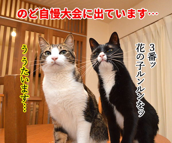 のど自慢大会　其の二　猫の写真で４コマ漫画　１コマ目ッ