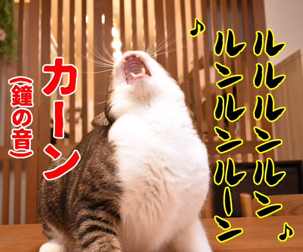 のど自慢大会　其の二　猫の写真で４コマ漫画　３コマ目ッ