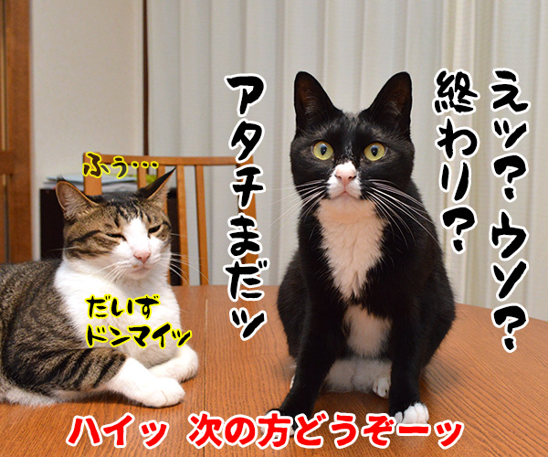 のど自慢大会　其の二　猫の写真で４コマ漫画　４コマ目ッ