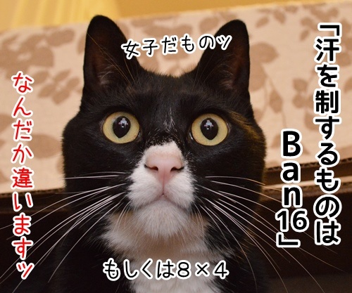 国語の授業　其の一　猫の写真で４コマ漫画　３コマ目ッ