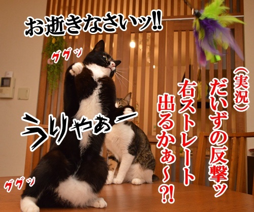 じゃらし ＶＳ だいず　猫の写真で４コマ漫画　３コマ目ッ