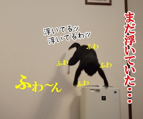 気功師　あずき　其の二　（その頃…）　猫の写真で４コマ漫画　４コマ目ッ