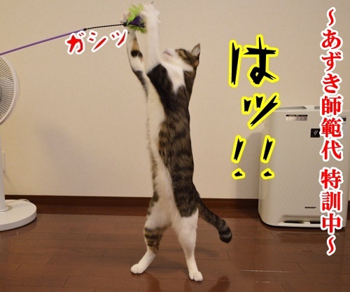 気功師　あずき　其の二　（その頃…）　猫の写真で４コマ漫画　１コマ目ッ