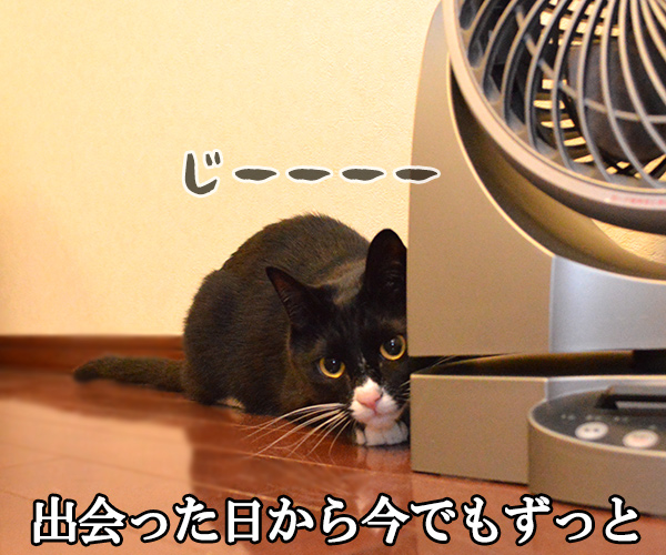 あなただけ見つめてる（大黒摩季）　猫の写真で４コマ漫画　２コマ目ッ