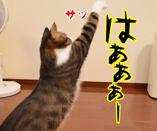 気功師　あずき　其の三　（そろそろ）　猫の写真で４コマ漫画　２コマ目ッ