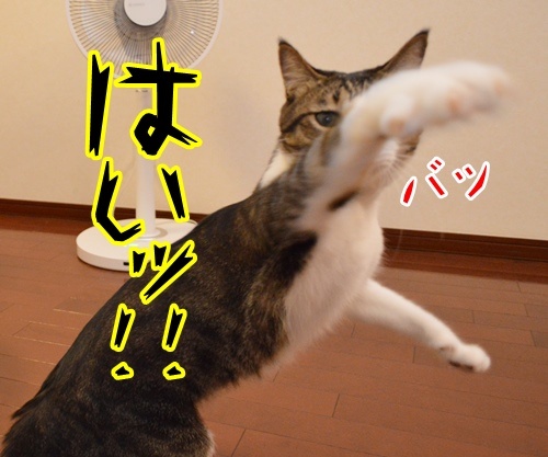 気功師　あずき　其の三　（そろそろ）　猫の写真で４コマ漫画　３コマ目ッ